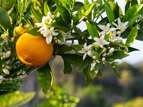 orange blossom and neroli scent.